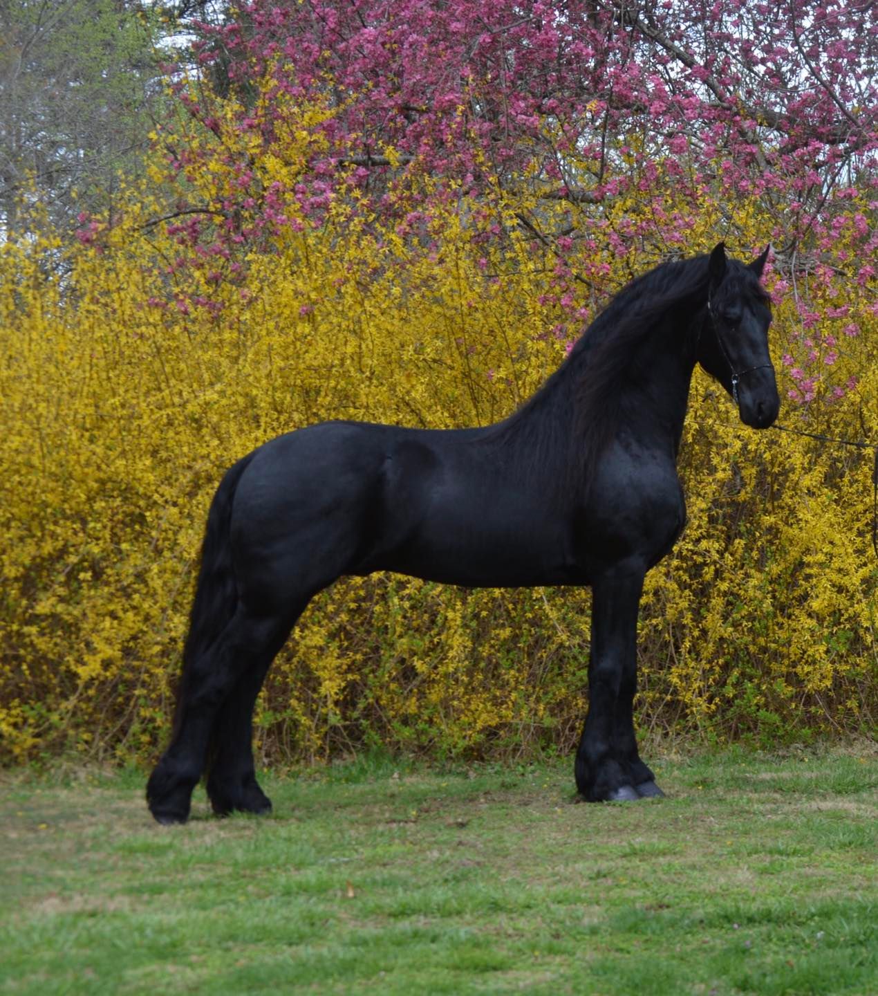 Galahad KGF - Friesian Stallion (Julius 486 x Reinder 452)
